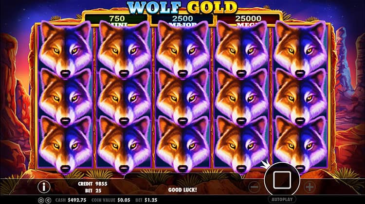 Aura Liar Alam Bebas Bikin Tegang Terus Mantap Dari Wolf Gold